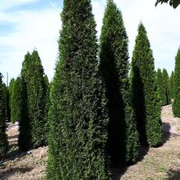 Туя западная авторская работа (Smaragd)