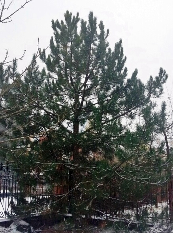 Сосна черная Пинус нигра (Pinus nigra) крупномер