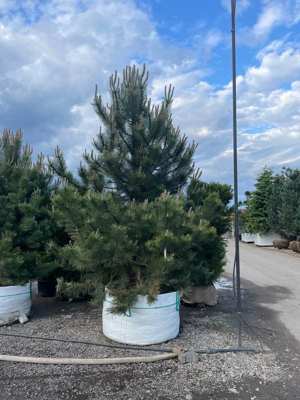 Сосна черная Пинус нигра (Pinus nigra) крупномер