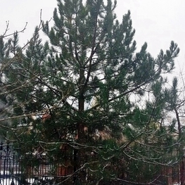 Сосна черная Пинус нигра (Pinus nigra) крупномер