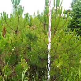 Сосна черная Пинус нигра (Pinus nigra) крупномер