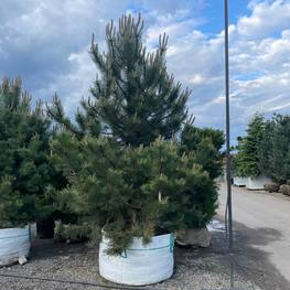 Сосна черная Пинус нигра (Pinus nigra) крупномер