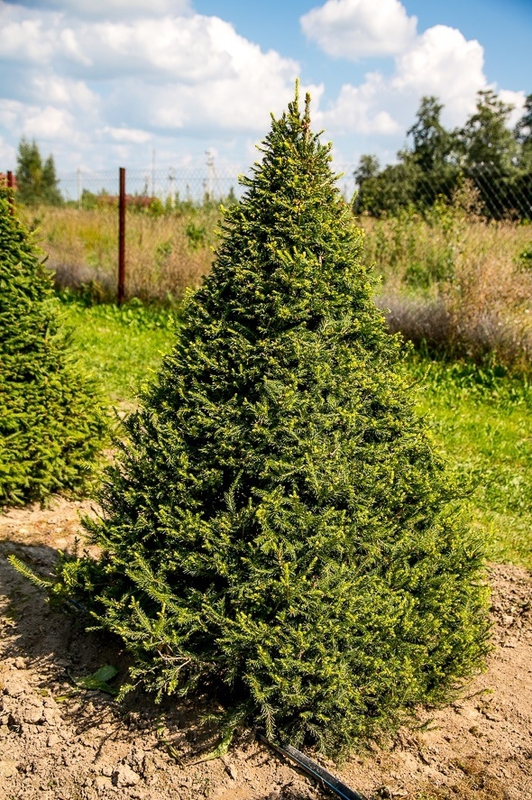 Ель обыкновенная 'Picea abies' (конус)