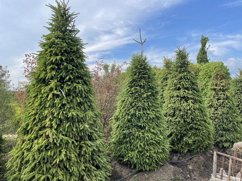 Ель обыкновенная 'Picea abies' (конус)