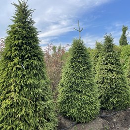 Ель обыкновенная 'Picea abies' (конус)