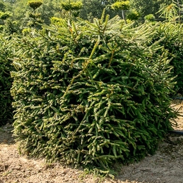 Ель обыкновенная (Picea abies) куб