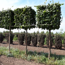 Липа европейская Паллида (Pallida) Куб