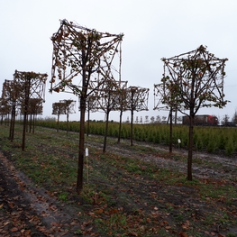 Липа европейская Паллида (Pallida) Куб