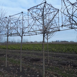 Липа европейская Паллида (Pallida) Куб