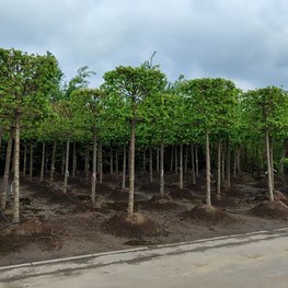 Липа европейская Паллида (Pallida) Куб