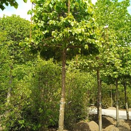 Липа европейская Паллида (Pallida) Куб