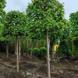 Липа европейская Паллида (Pallida) Куб