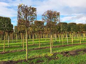 Липа европейская Паллида (Pallida) Куб