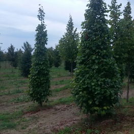 Липа мелколистная Тилия (Tilia) конус