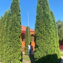 Туя западная Колумна (Columna)