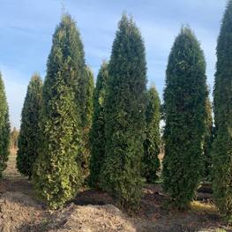 Туя западная Колумна (Columna)