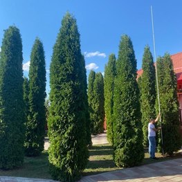 Туя западная Колумна (Columna)