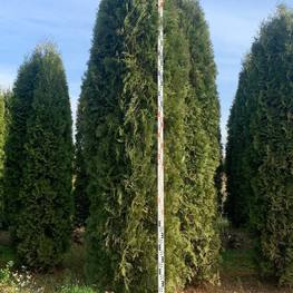 Туя западная Колумна (Columna)