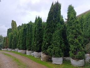 Туя западная Колумна (Columna)