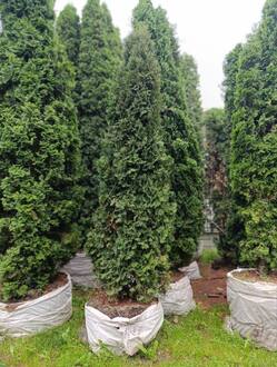 Туя западная Колумна (Columna)