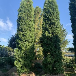 Туя западная Колумна (Columna)