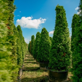 Туя западная Смарагд (Smaragd) конус