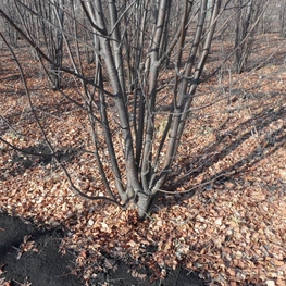 Рябина Кустовая Сорбус аукупария (Sorbus aucuparia)