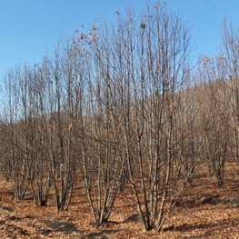 Рябина Кустовая 'Sorbus aucuparia'