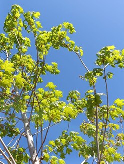 Клен Остролистный Платаноидес (Platanoides)