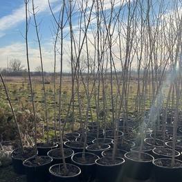 Клен Остролистный Платаноидес (Platanoides)