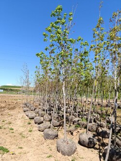 Клен Остролистный Платаноидес (Platanoides)