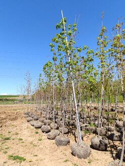 Клен Остролистный Платаноидес (Platanoides)