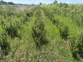 Кизильник блестящий Котонеастер люцидус (Cotoneaster lucidus)