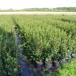 Кизильник блестящий Котонеастер люцидус (Cotoneaster lucidus)