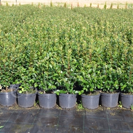 Кизильник блестящий Котонеастер люцидус (Cotoneaster lucidus)