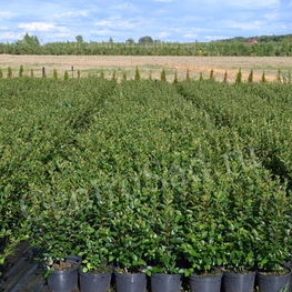 Кизильник блестящий "Cotoneaster" (Котонеастер)