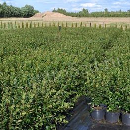 Кизильник блестящий Котонеастер люцидус (Cotoneaster lucidus)