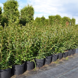 Кизильник блестящий Котонеастер люцидус (Cotoneaster lucidus)