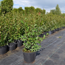 Кизильник блестящий Котонеастер люцидус (Cotoneaster lucidus)