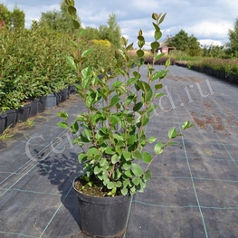 Кизильник блестящий Котонеастер люцидус (Cotoneaster lucidus)