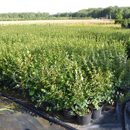 Кизильник блестящий Котонеастер люцидус (Cotoneaster lucidus)