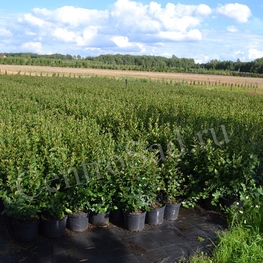 Кизильник блестящий Котонеастер люцидус (Cotoneaster lucidus)