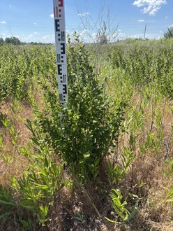 Кизильник блестящий Котонеастер люцидус (Cotoneaster lucidus)