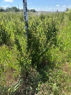Кизильник блестящий Котонеастер люцидус (Cotoneaster lucidus)