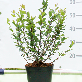 Кизильник блестящий Котонеастер люцидус (Cotoneaster lucidus)