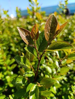 Кизильник блестящий Котонеастер люцидус (Cotoneaster lucidus)