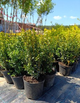 Кизильник блестящий Котонеастер люцидус (Cotoneaster lucidus)