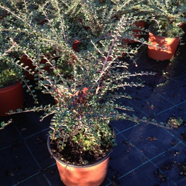 Кизильник горизонтальный