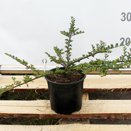 Кизильник горизонтальный "Cotoneaster"