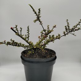 Кизильник горизонтальный